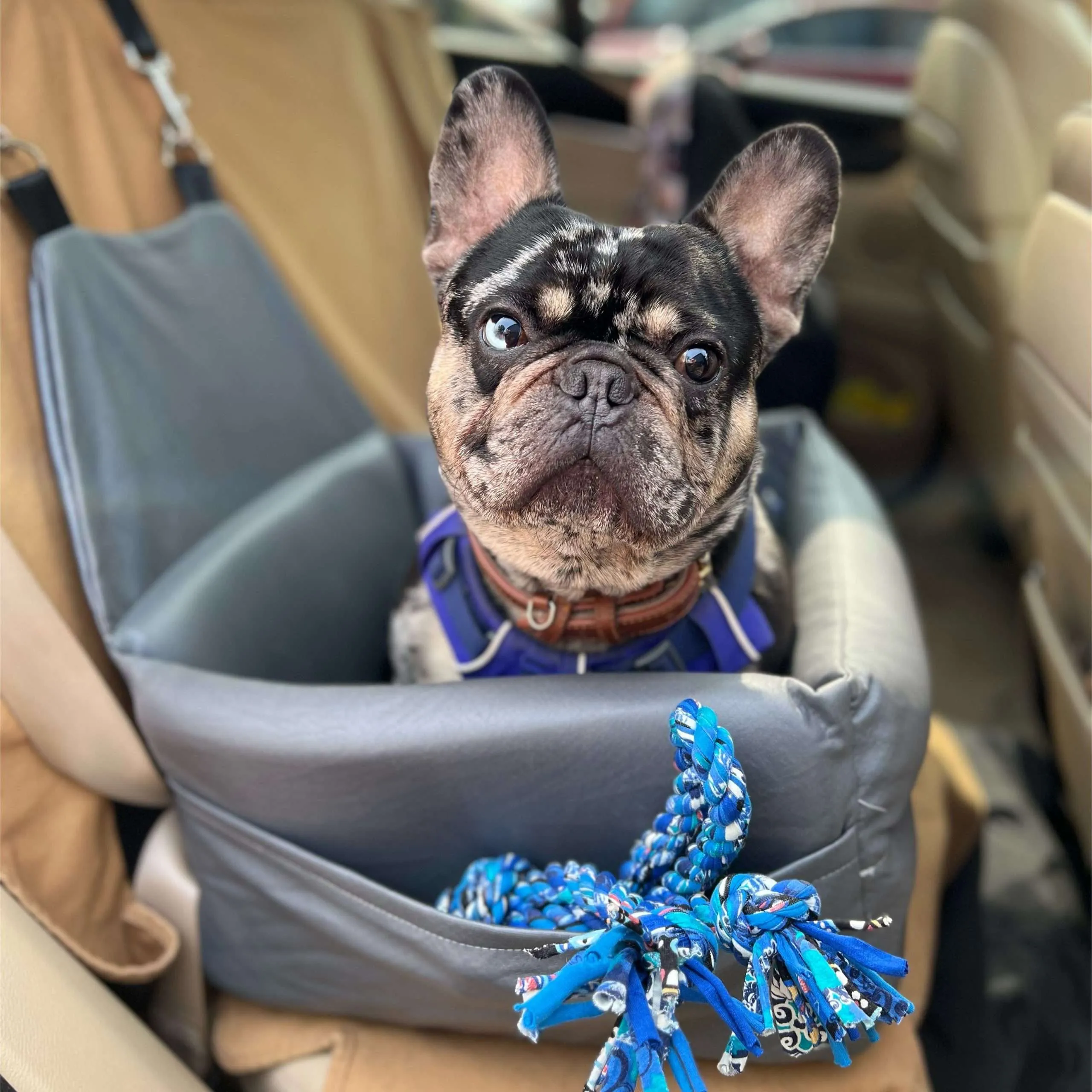 French Bulldog in Car seat 